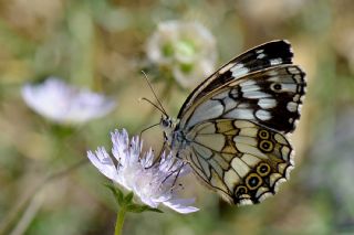 Kara Melike (Melanargia syriaca)