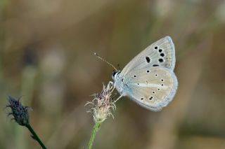 okgzl Siyan Mavisi (Polyommatus cyaneus)