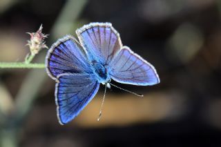 okgzl Siyan Mavisi (Polyommatus cyaneus)