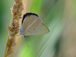 Danenko okgzls (Polyommatus dantchenkoi)