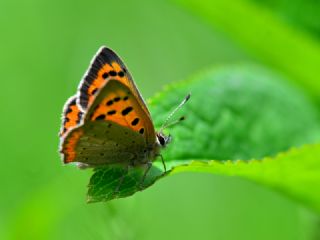 Benekli Bakr Gzeli (Lycaena phlaeas)