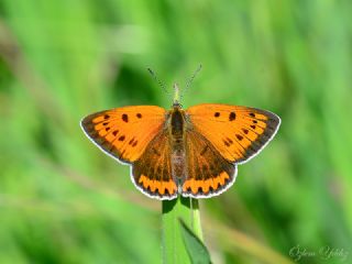 Byk Bakr Gzeli (Lycaena dispar)