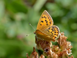 Orman Bakr Gzeli (Lycaena virgaureae)