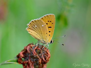 Orman Bakr Gzeli (Lycaena virgaureae)