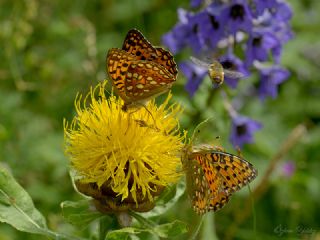 Byk nci (Fabriciana adippe)