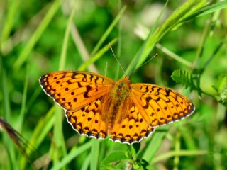 Gzel nci (Argynnis aglaja)