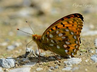 Gzel nci (Argynnis aglaja)