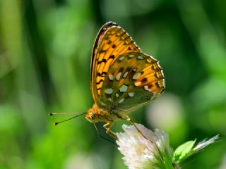 Gzel nci (Argynnis aglaja)