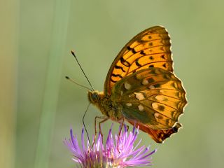 Gzel nci (Argynnis aglaja)