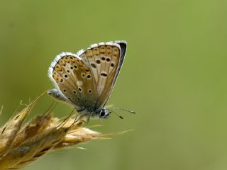 okgzl Balkan Mavisi (Aricia anteros )