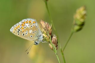 okgzl Balkan Mavisi (Aricia anteros )