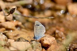 Anadolu Karagz Mavisi (Glaucopsyche astraea)