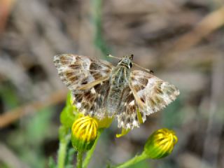 ark Zpzp (Carcharodus orientalis)