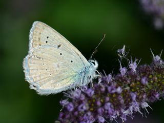 okgzl Dafnis (Polyommatus daphnis)