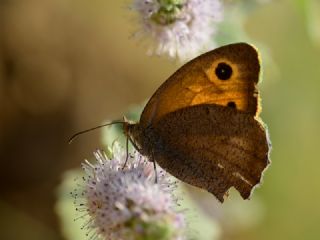 Esmerperi (Hyponephele lupina)