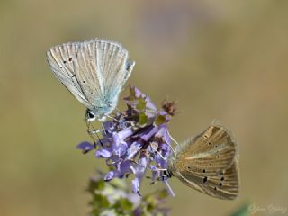 okgzl Poseydon Mavisi (Polyommatus poseidon)