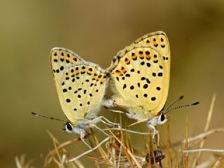 sli Bakr Gzeli (Lycaena tityrus)