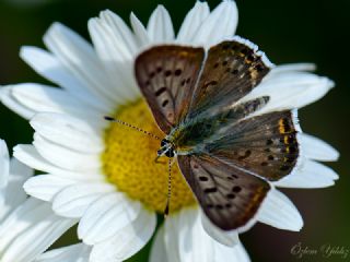 sli Bakr Gzeli (Lycaena tityrus)