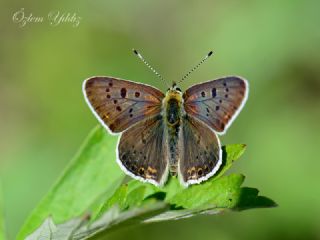 sli Bakr Gzeli (Lycaena tityrus)