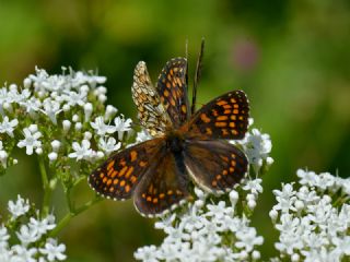 Kafkasyal Amannisa (Mellicta  caucasogenita)