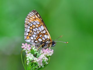 Amannisa (Melitaea athalia)