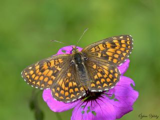 Amannisa (Melitaea athalia)