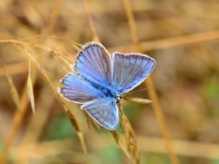 okgzl Attalos Mavisi (Polyommatus schuriani attalaensis)