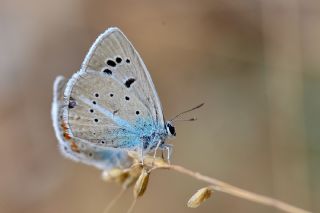 okgzl Attalos Mavisi (Polyommatus schuriani attalaensis)