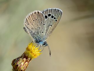 YURTDISI, Baf mavisi (Glaucopsyche paphos)