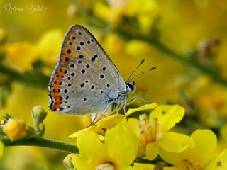 Byk Mor Bakr Gzeli (Lycaena alciphron)