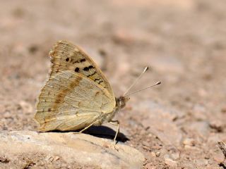 Dicle Gzeli (Junonia orithya)