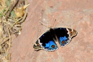 Dicle Gzeli (Junonia orithya)