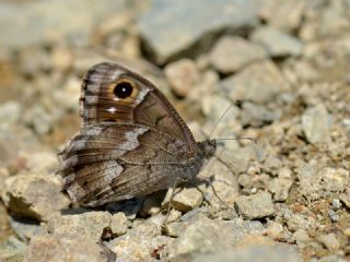 Anadolu Karamelei (Hipparchia fatua)