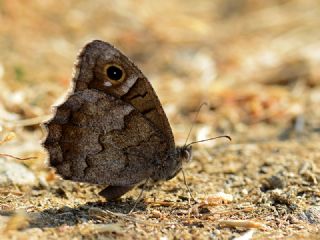 Aa Karamelei (Hipparchia statilinus)