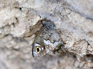 Anadolu Karamelei (Hipparchia fatua)