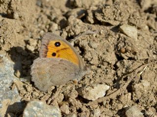 Yalanc Esmerperi (Hyponephele lycaonoides)