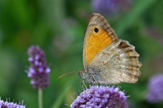Yalanc Esmerperi (Hyponephele lycaonoides)