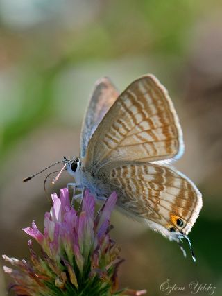 Lampides&nbsp;(Lampides&nbsp;boeticus)