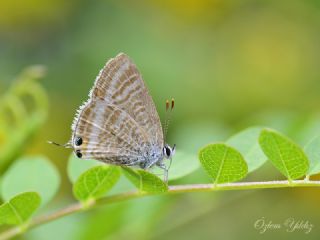 Lampides (Lampides boeticus)