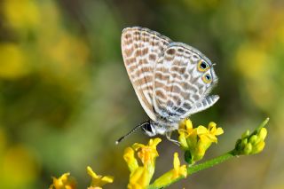 Mavi Zebra (Leptotes pirithous)