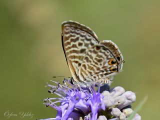 Mavi Zebra (Leptotes pirithous)