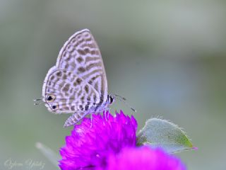 Mavi Zebra (Leptotes pirithous)