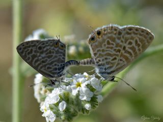 Mavi Zebra (Leptotes pirithous)