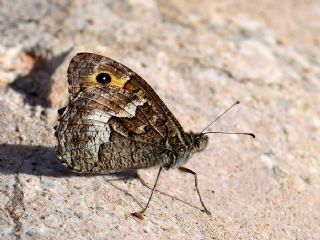 YURTDISI, Kbrs Kzlmelei (Hipparchia cypriensis)