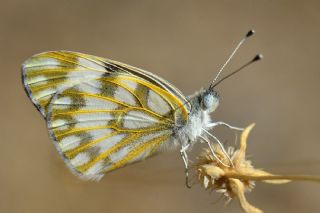 Siirt l Beneklibeyaz (Pontia glauconome)