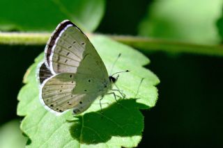 Minik Kupid&nbsp;(Cupido&nbsp;minimus)