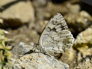 Anadolu Melikesi (Melanargia larissa)