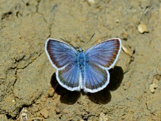 Gm Lekeli Esmergz (Plebejus argus)