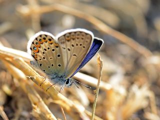 Gm Lekeli Esmergz (Plebejus argus)