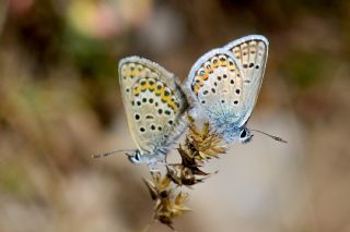 Gm Lekeli Esmergz (Plebejus argus)